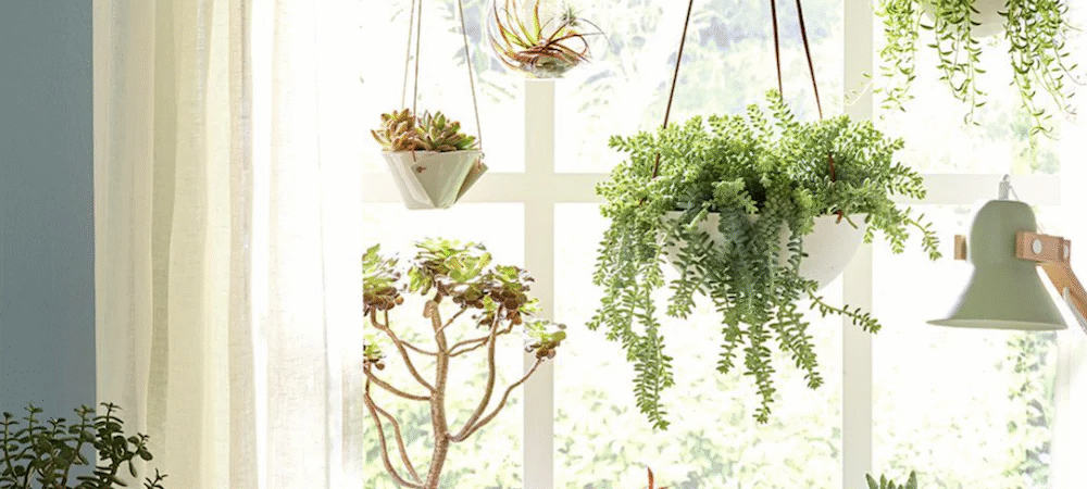 10 Stylish Ways to Display Plants in Your Home