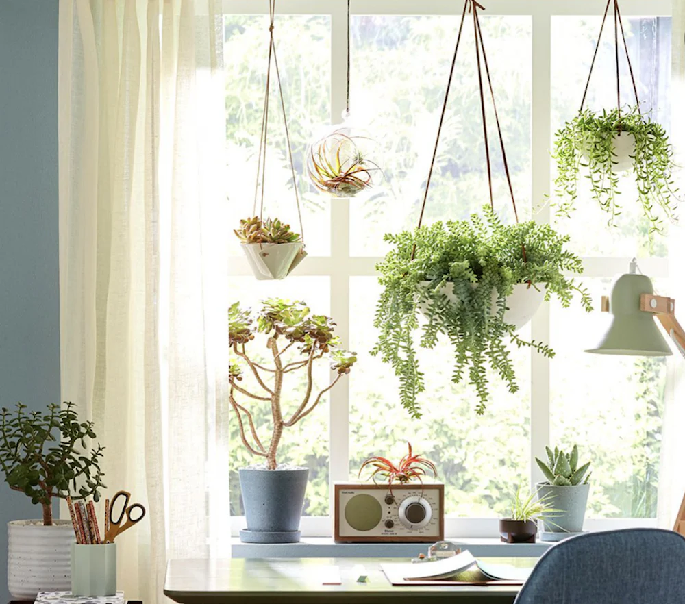 10 Stylish Ways to Display Plants in Your Home