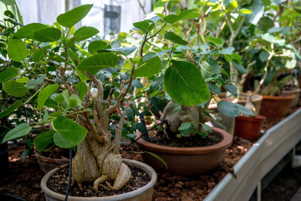 home garden design plan