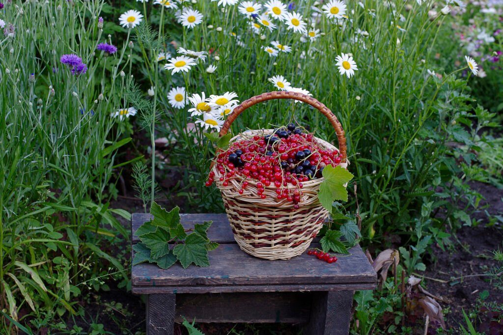 house garden design ideas